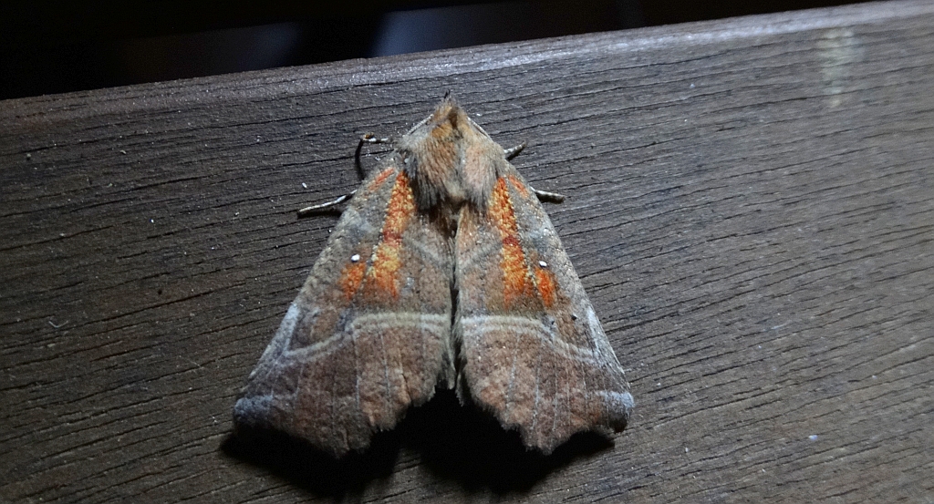 Szczerbówka ksieni (Scoliopteryx libatrix)
