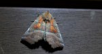 Szczerbówka ksieni (Scoliopteryx libatrix)