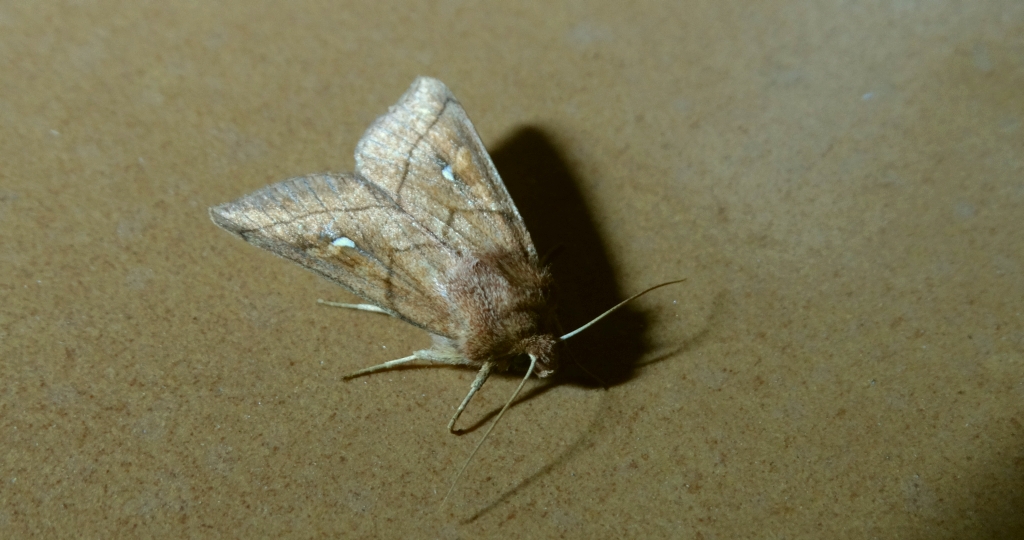Piętnówka mokradlica (Mythimna conigera)