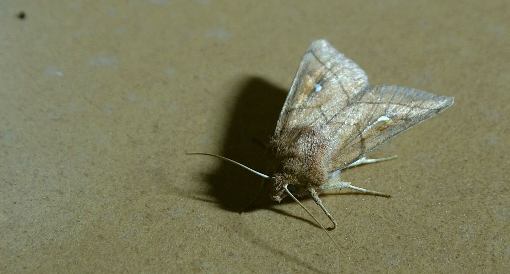 Piętnówka mokradlica (Mythimna conigera)