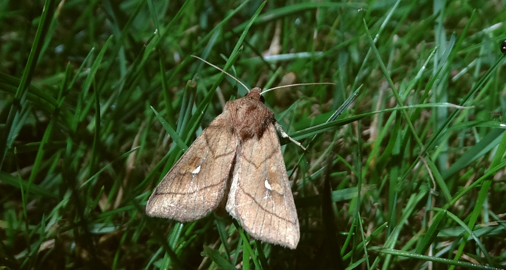 Piętnówka mokradlica (Mythimna conigera)