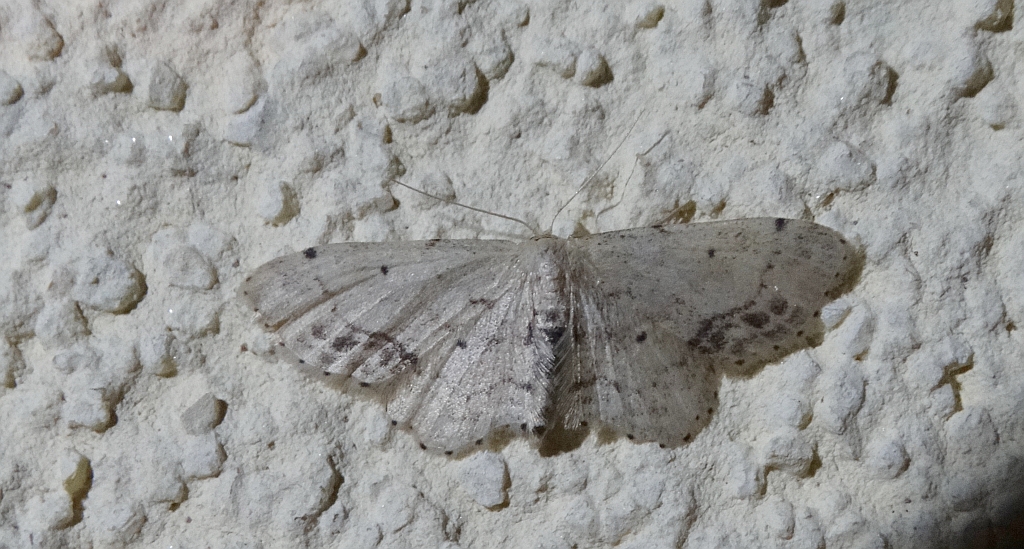Krocznik połowiczak (Idaea dimidiata)