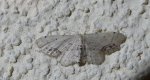 Krocznik połowiczak (Idaea dimidiata)