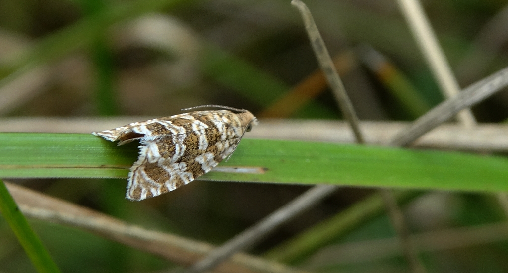 Celypha rivulana
