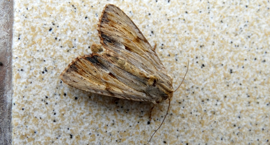 Apamea sublustris