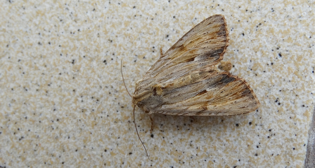 Apamea sublustris