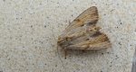 Apamea sublustris