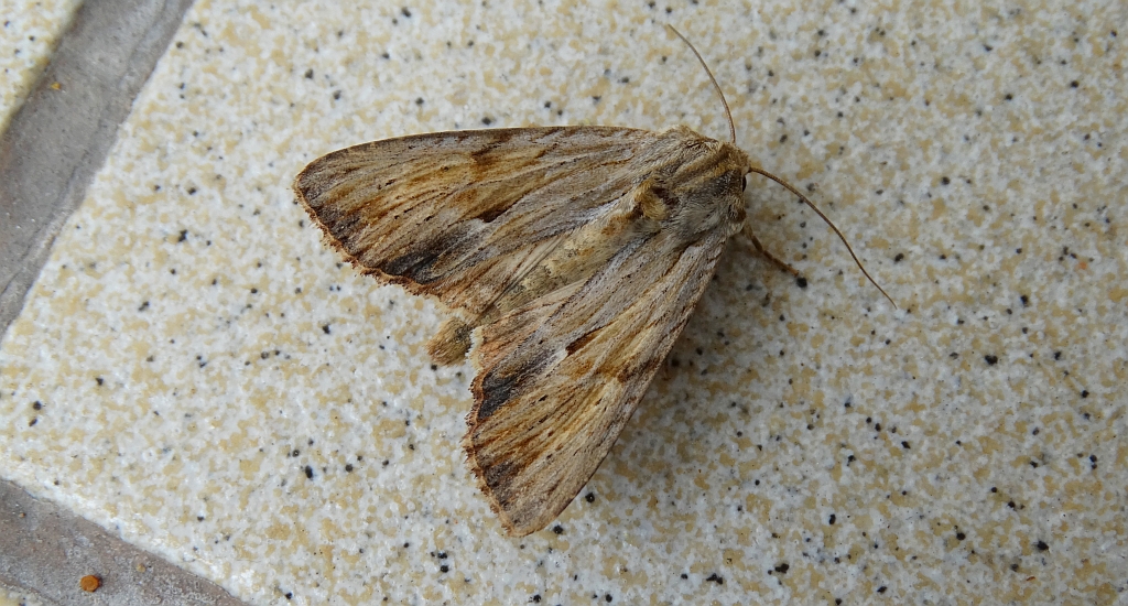 Apamea sublustris