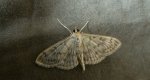 Boczanka brązowianka (Pleuroptya ruralis)