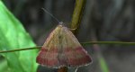 Phytometra viridaria