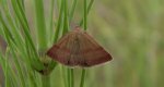 Phytometra viridaria