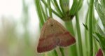 Phytometra viridaria