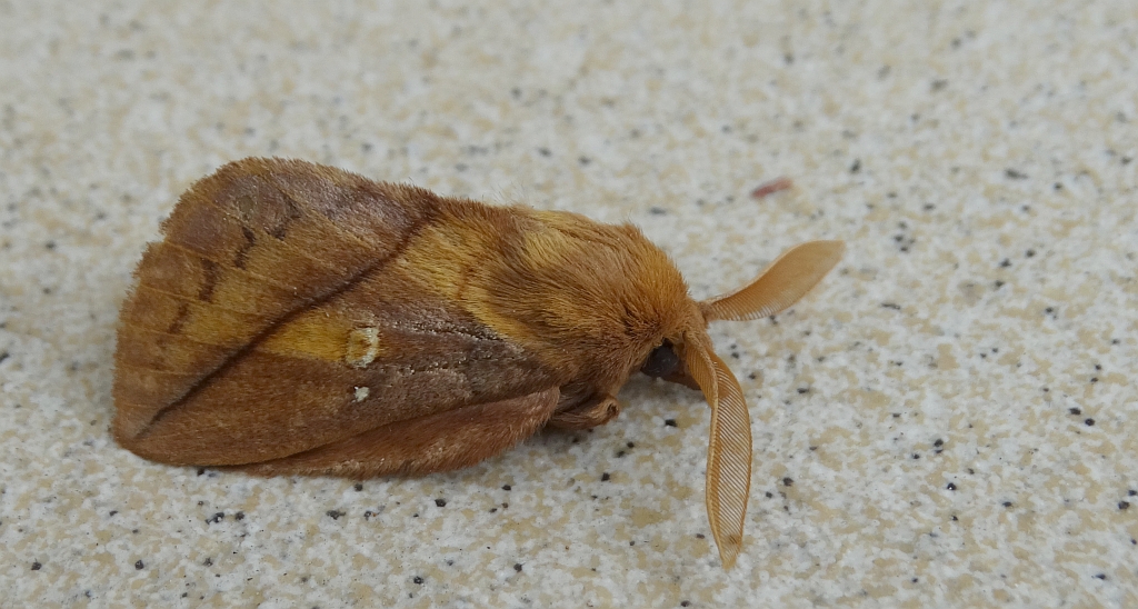 Barczatka napójka (Euthrix potatoria)