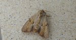 Apamea sublustris