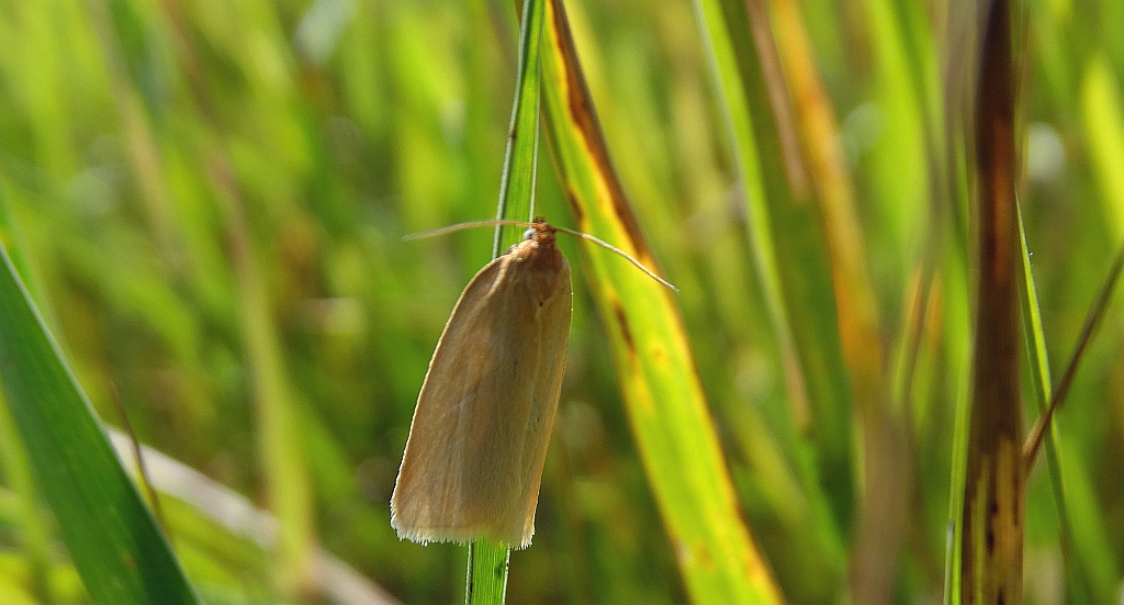 Aphelia paleana