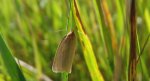 Aphelia paleana