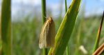 Aphelia paleana