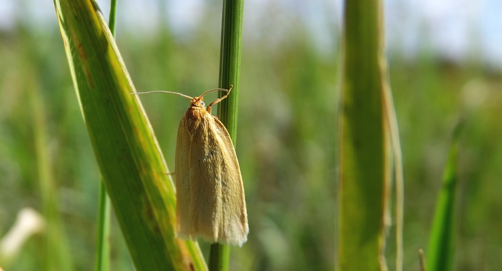 Aphelia paleana