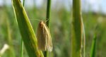 Aphelia paleana
