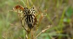 Polnica szachowniczka (Acontia trabealis)