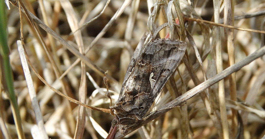 Błyszczka jarzynówka (Autographa gamma)