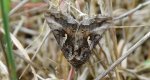 Błyszczka jarzynówka (Autographa gamma)