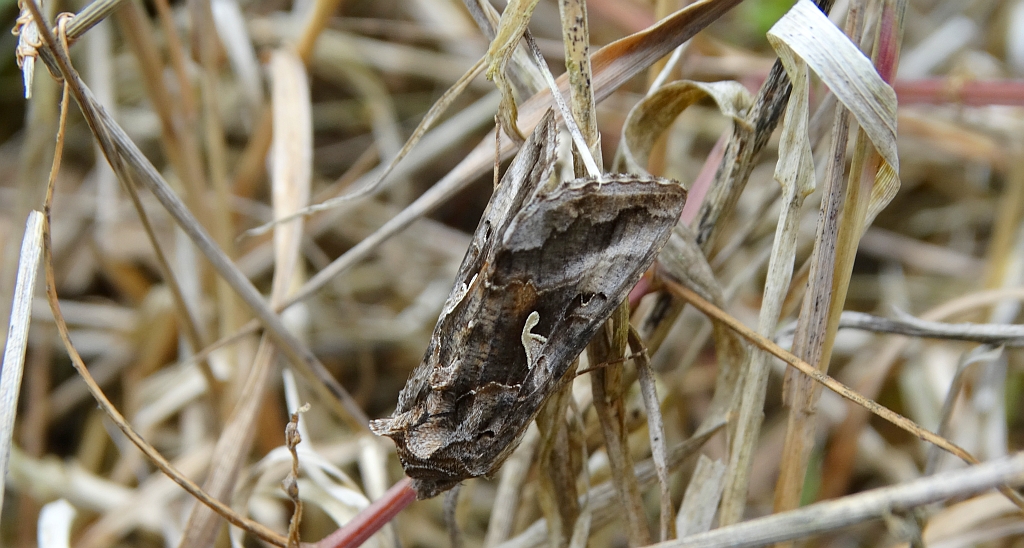 Błyszczka jarzynówka (Autographa gamma)