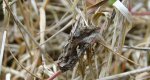 Błyszczka jarzynówka (Autographa gamma)