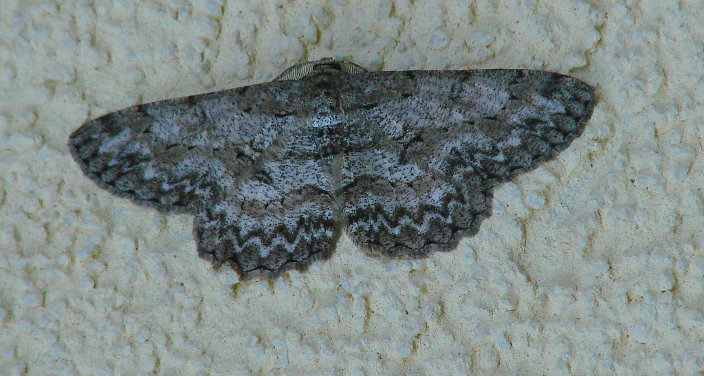Hypomecis punctinalis