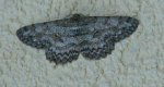 Hypomecis punctinalis