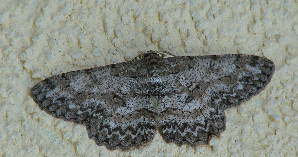 Przylepek nakropek (Hypomecis punctinalis)