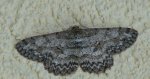 Przylepek nakropek (Hypomecis punctinalis)