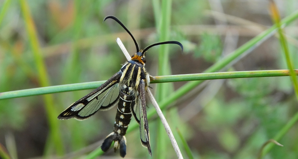 Pyropteron triannuliformis