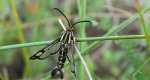 Pyropteron triannuliformis