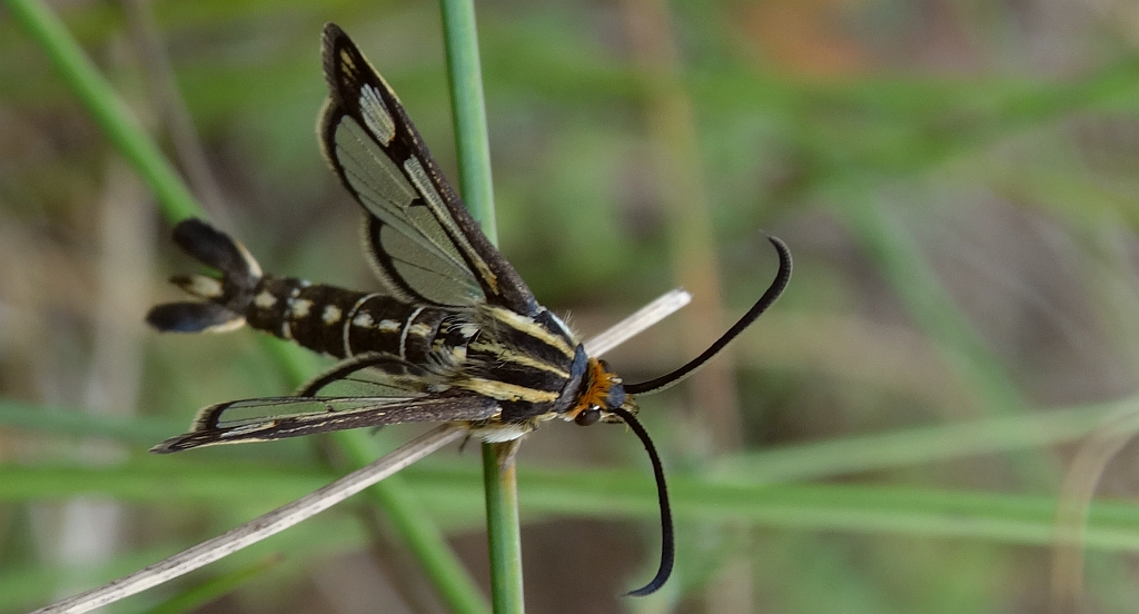 Pyropteron triannuliformis
