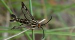 Pyropteron triannuliformis