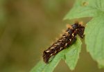 Wieczernica szczawiówka (Apatele rumicis)