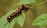Wieczernica szczawiówka (Apatele rumicis)