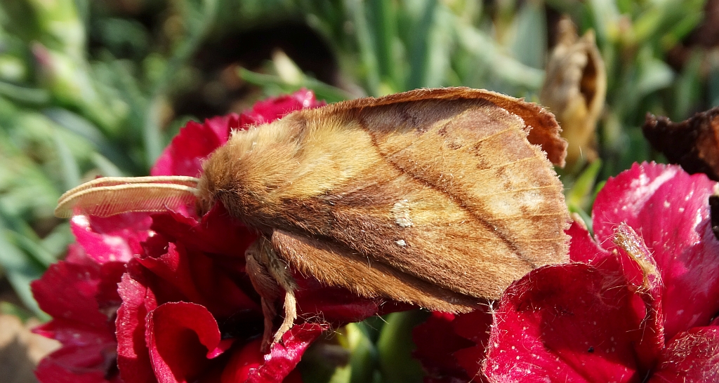 Barczatka napójka, napójka łąkówka (Euthrix potatoria)