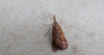 Synaphe punctalis