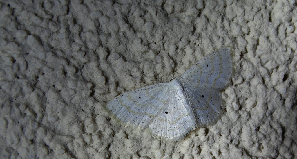 Wątlak niezmiennik (Scopula immutata)