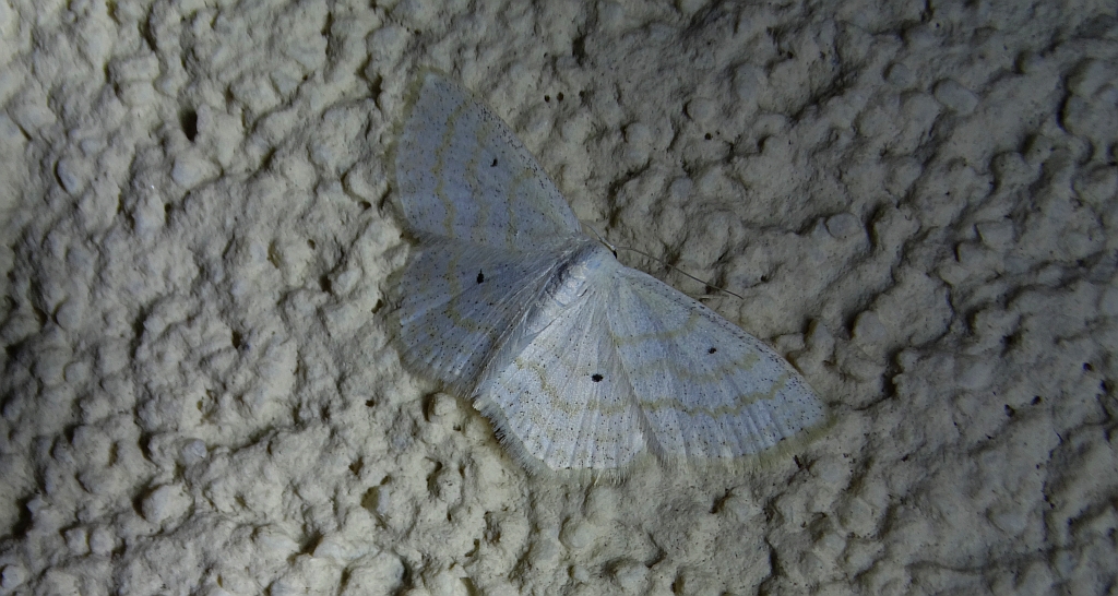 Wątlak niezmiennik (Scopula immutata)