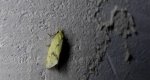 Agapeta hamana