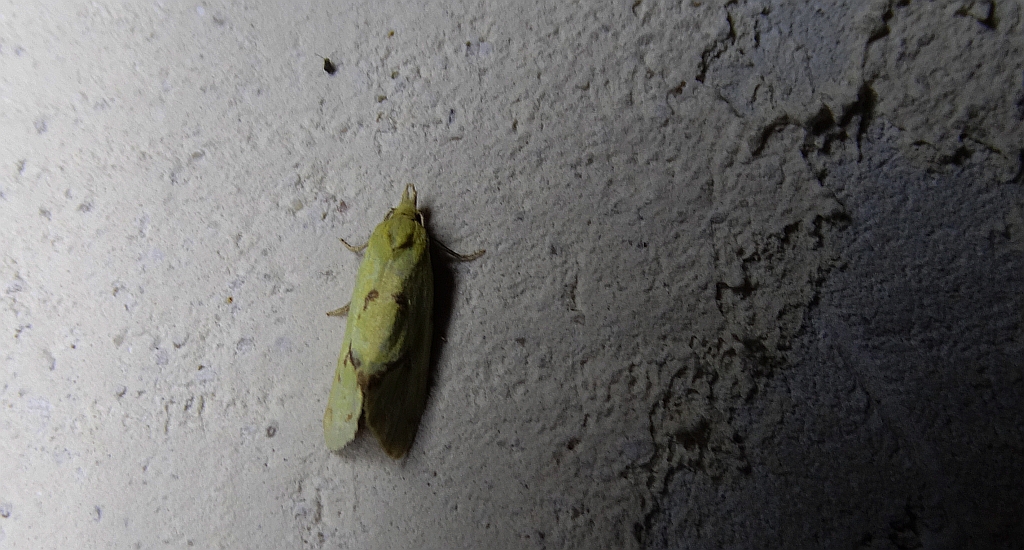 Agapeta hamana