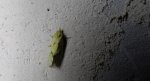 Agapeta hamana