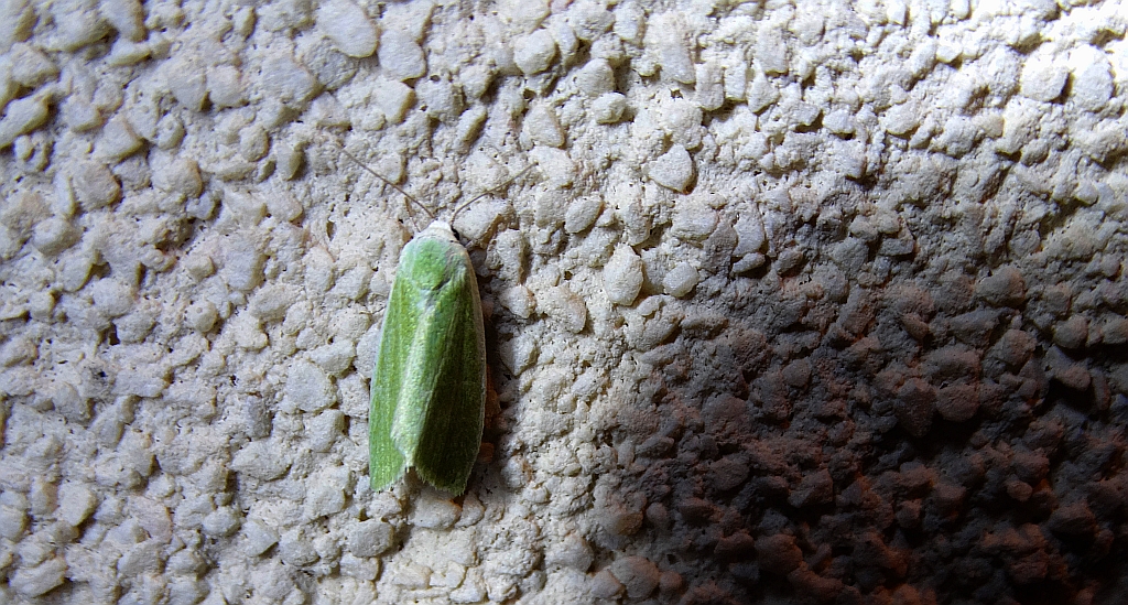 Zielonka niekreślanka, niekreślanka zielonka (Earias clorana)