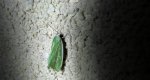 Zielonka niekreślanka, niekreślanka zielonka (Earias clorana)