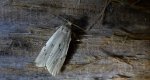 Calamotropha paludella