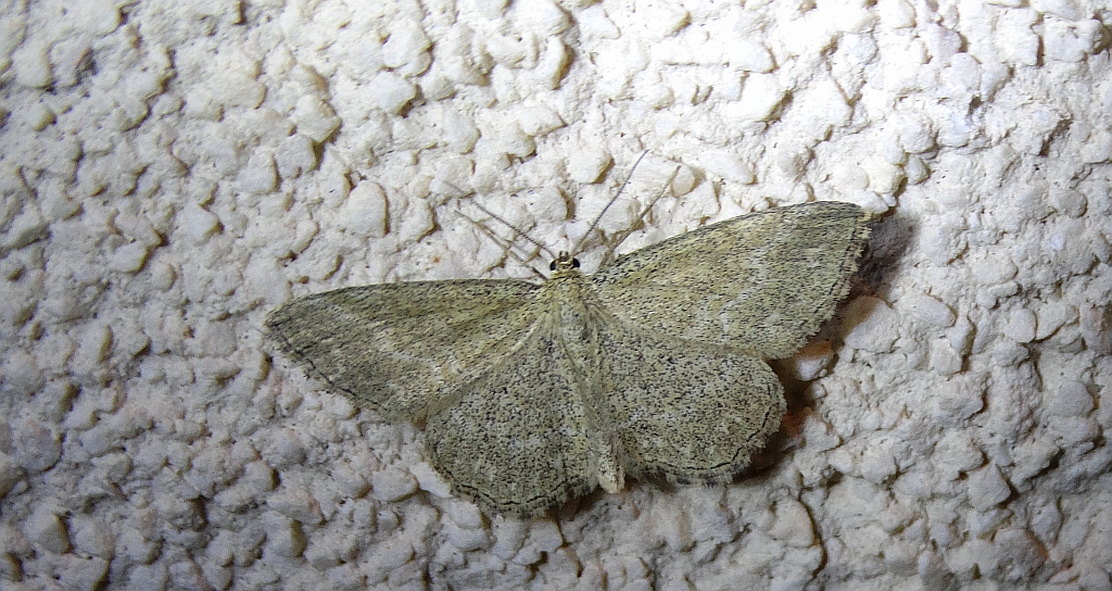 Wątlak pręgowiak (Scopula virgulata)