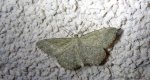 Wątlak pręgowiak (Scopula virgulata)